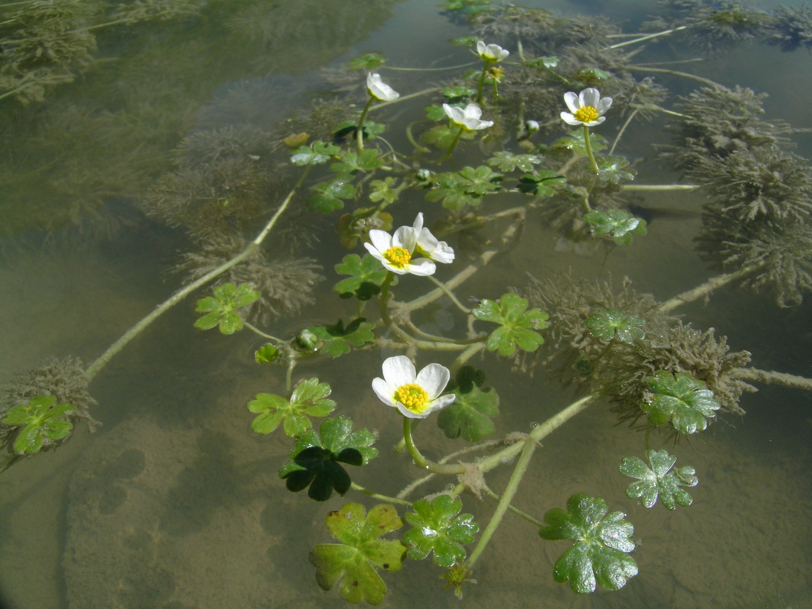 Ranunculus peltatus
